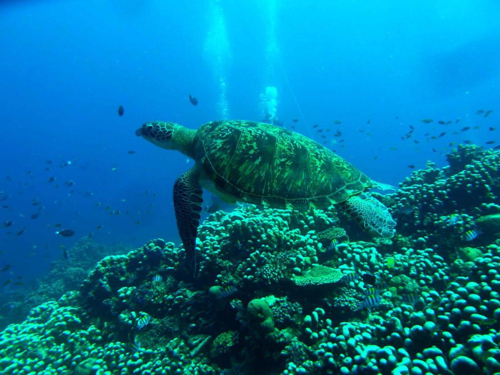 Blue Marine Resort Gili Air Exteriör bild